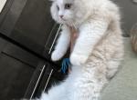 Gaston - Ragdoll Kitten For Sale - San Diego&comma; CA&comma; US