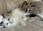 Ragdoll Kitten - Ragdoll Kitten For Sale - San Diego&comma; CA&comma; US