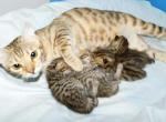 Sonnet - Cheetoh Kitten For Sale - Vernon&comma; AZ&comma; US