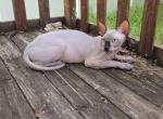Male Sphynx Kitten - Sphynx Kitten For Sale - Davenport&comma; FL&comma; US
