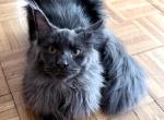 Everly Everythingcoon - Maine Coon Kitten For Sale - Glenview&comma; IL&comma; US