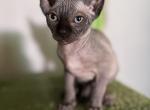 Female - Sphynx Kitten For Sale - Greensburg&comma; KY&comma; US