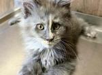 Giselle Everythingcoon - Maine Coon Kitten For Sale - Glenview&comma; IL&comma; US