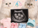 Due September 1st - Persian Kitten For Sale - Spring&comma; TX&comma; US