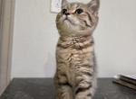 Honey - Scottish Straight Kitten For Sale - Commerce City&comma; CO&comma; US