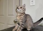 Honey - Scottish Straight Kitten For Sale - Commerce City&comma; CO&comma; US