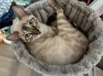 Pixie - Bengal Cat For Sale - New Braunfels&comma; TX&comma; US