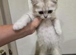 Tom - Scottish Straight Kitten For Sale - Commerce City&comma; CO&comma; US