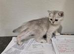 Tom - Scottish Straight Kitten For Sale - Commerce City&comma; CO&comma; US