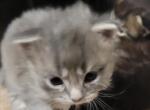 Silver Boy 26 toes - Maine Coon Kitten For Sale - Mundelein&comma; IL&comma; US