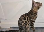 Red Girl - Bengal Kitten For Sale - GA&comma; US