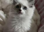 Blue Mitted Mismarked Girl Porscha - Ragdoll Kitten For Sale - Mt Morris&comma; IL&comma; US