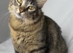 Shiner - Ragdoll Kitten For Sale - New Braunfels&comma; TX&comma; US