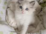 TICA Blue Bicolor Royce - Ragdoll Kitten For Sale - 