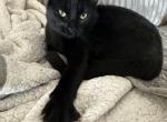 Alfie & Buckwheat - Domestic Cat For Adoption - Wichita Falls&comma; TX&comma; US