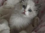 TICA Blue Bicolor Girl Avalon - Ragdoll Kitten For Sale - Mt Morris&comma; IL&comma; US