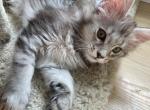 Fa - Maine Coon Kitten For Sale - Holly&comma; MI&comma; US