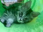 Me - Maine Coon Kitten For Sale - Holly&comma; MI&comma; US