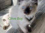 Olive - Ragdoll Kitten For Sale - 