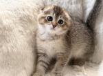 Scottish Fold Female cute kitten - Scottish Fold Kitten For Sale - Orlando&comma; FL&comma; US