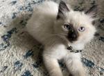 White - Ragdoll Kitten For Sale - Saint Paul&comma; MN&comma; US