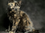 Melissa - American Shorthair Kitten For Sale - CA&comma; US