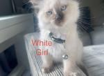 White - Ragdoll Kitten For Sale