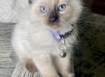 Purple - Ragdoll Kitten For Sale - 