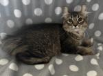 Highlander kity 1f - Highlander Kitten For Sale - Goshen&comma; AL&comma; US