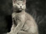 Frank - American Shorthair Kitten For Sale - CA&comma; US