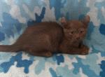 Highlander kity 1v - Highlander Kitten For Sale - Goshen&comma; AL&comma; US