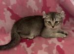 Highlander kity 2v - Highlander Kitten For Sale - Goshen&comma; AL&comma; US