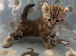 Highlander kity1a - Highlander Kitten For Sale - Goshen&comma; AL&comma; US