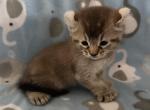 Highlander kity2a - Highlander Kitten For Sale - Goshen&comma; AL&comma; US