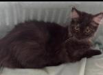Maine coon male - Maine Coon Cat For Sale/Service - Goshen&comma; AL&comma; US