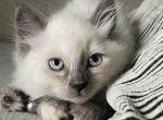 Grey - Ragdoll Kitten For Sale - 