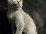 Tiffany - American Shorthair Kitten For Sale - 