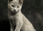 Tiffany - American Shorthair Kitten For Sale - CA&comma; US