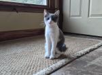 Bea - Domestic Kitten For Sale - Ellington&comma; CT&comma; US