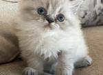 Lynx Point Doll Faced Purebred Himalayan Kitten - Himalayan Kitten For Sale - Germantown&comma; MD&comma; US