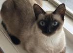 Paris - Siamese Cat For Sale - 