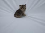 William - British Shorthair Kitten For Sale - Winder&comma; GA&comma; US