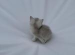 Sky - British Shorthair Kitten For Sale - Winder&comma; GA&comma; US