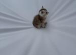 Cosmo - British Shorthair Kitten For Sale - Winder&comma; GA&comma; US