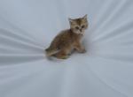 Tommy - British Shorthair Kitten For Sale - Winder&comma; GA&comma; US