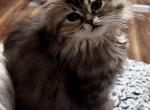 RubyRed - Persian Kitten For Sale - Cayce&comma; SC&comma; US