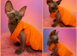 Stella - Sphynx Kitten For Sale - 