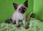 Billy Jo - Devon Rex Kitten For Sale - 