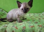 Bobby Jo - Devon Rex Kitten For Sale - 