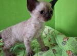 Betty Jo - Devon Rex Kitten For Sale - 